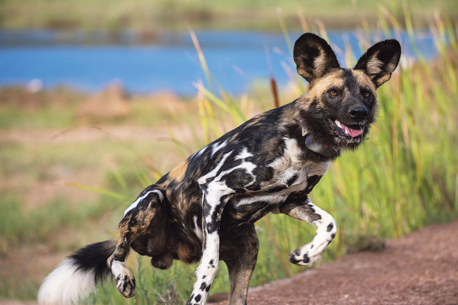 What Is A Wild Dog Called