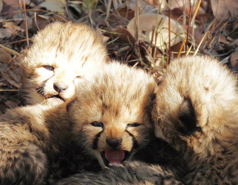 First cheetah cubs in 14 years | Die Pos
